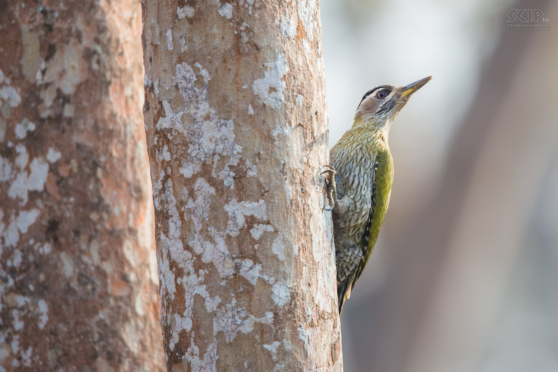 Kabini - Kleine schubbuikspecht (Streak-throated woodpecker, Picus xanthopygaeus) Stefan Cruysberghs